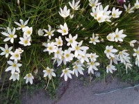 野花亦很养眼-志慧-人生历程